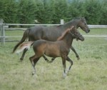 2004 Steverheides Dilina  v. Cal. Donnerblitz a.d. Bodethals Olivia v. Rakt's Rocky/Tetworth Crimson Lake 