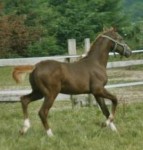 Cal. Donnerblitz a.d. Tamina v. Rosedale Tib./Night Star I