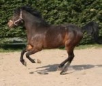 Steverheides Vigel v. Veivel R