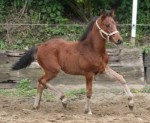 Steverheides Lil'Sandro v. Lucky One