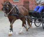 Werwolf jr, 4-j. Teilnehmer 2011 Fahrchampionat Moritzburg